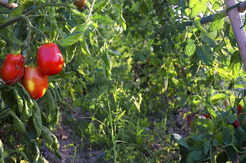 Tenuta La Santissima San Rocco a Pilli