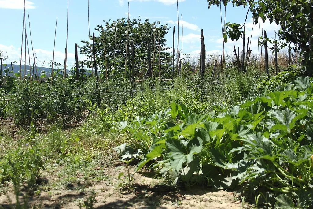 Tenuta La Santissima San Rocco a Pilli